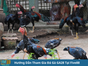 Đá Gà GA28 - Sân Chơi Đỉnh Cao Cho Đam Mê Gà Chiến