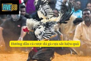 Đá Gà Cựa Sắt – Tìm Hiểu Luật Chơi Và Cách Cá Cược
